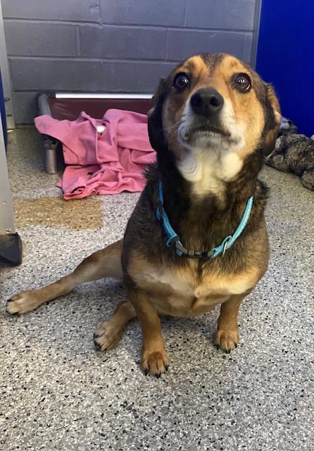 Moon - Emotional Support Dog - So Ca, an adoptable Beagle, Spaniel in Los Angeles, CA, 90024 | Photo Image 2