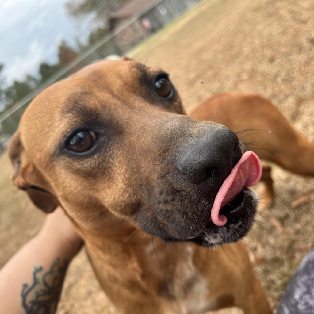 Luca