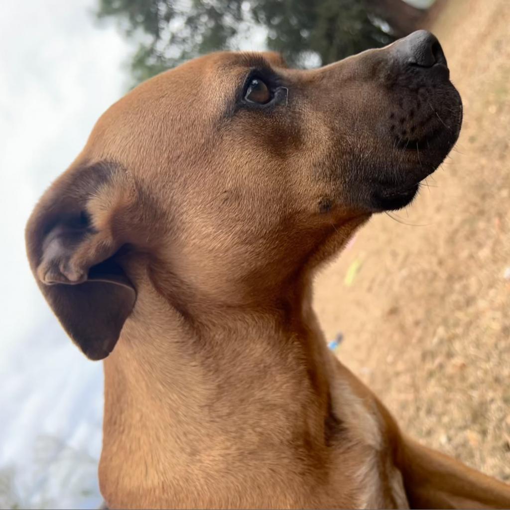 Luca