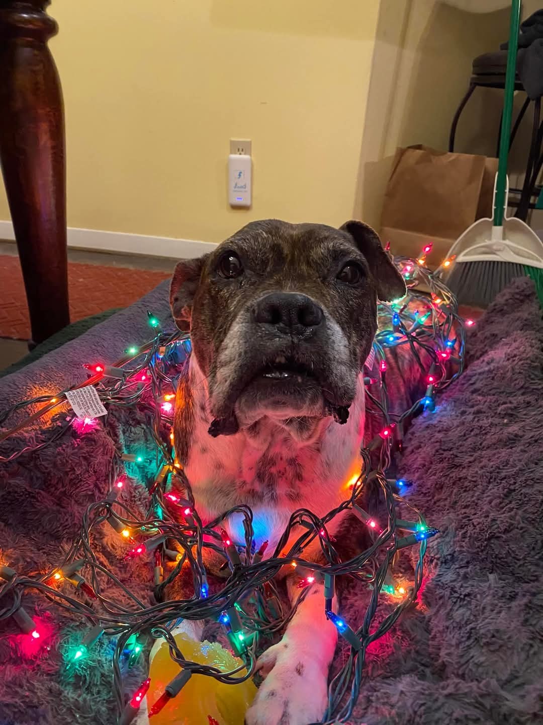 Bella Nova