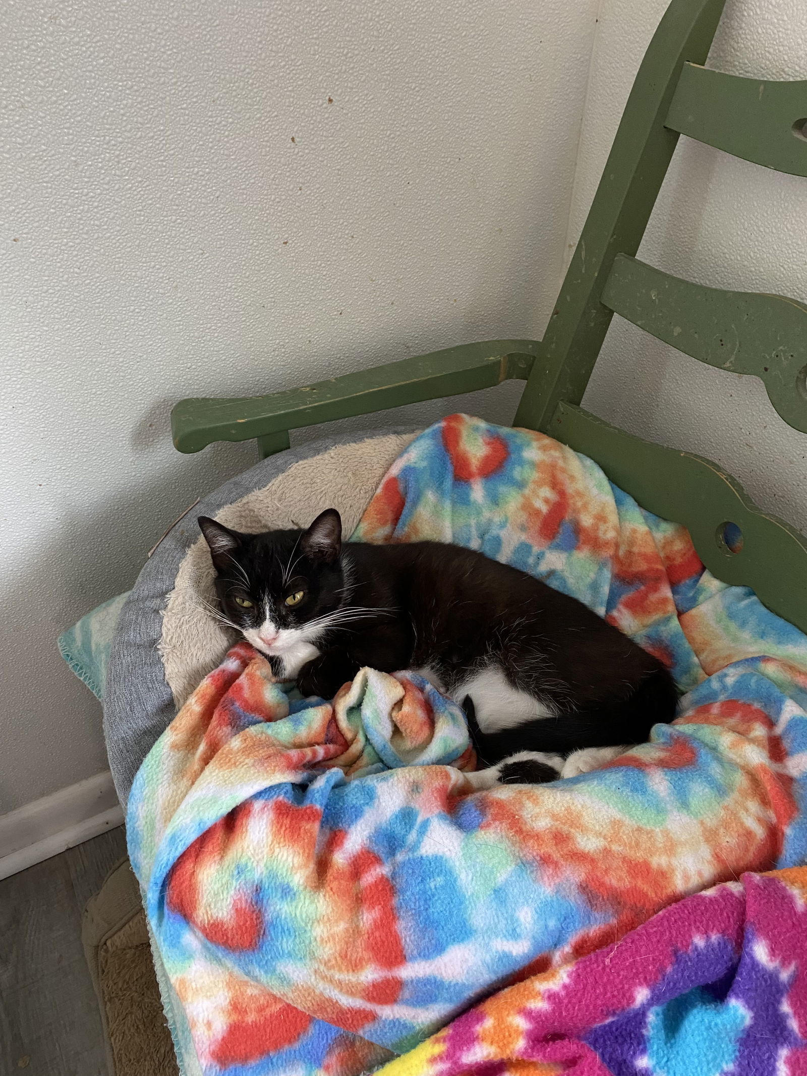 Kahlua