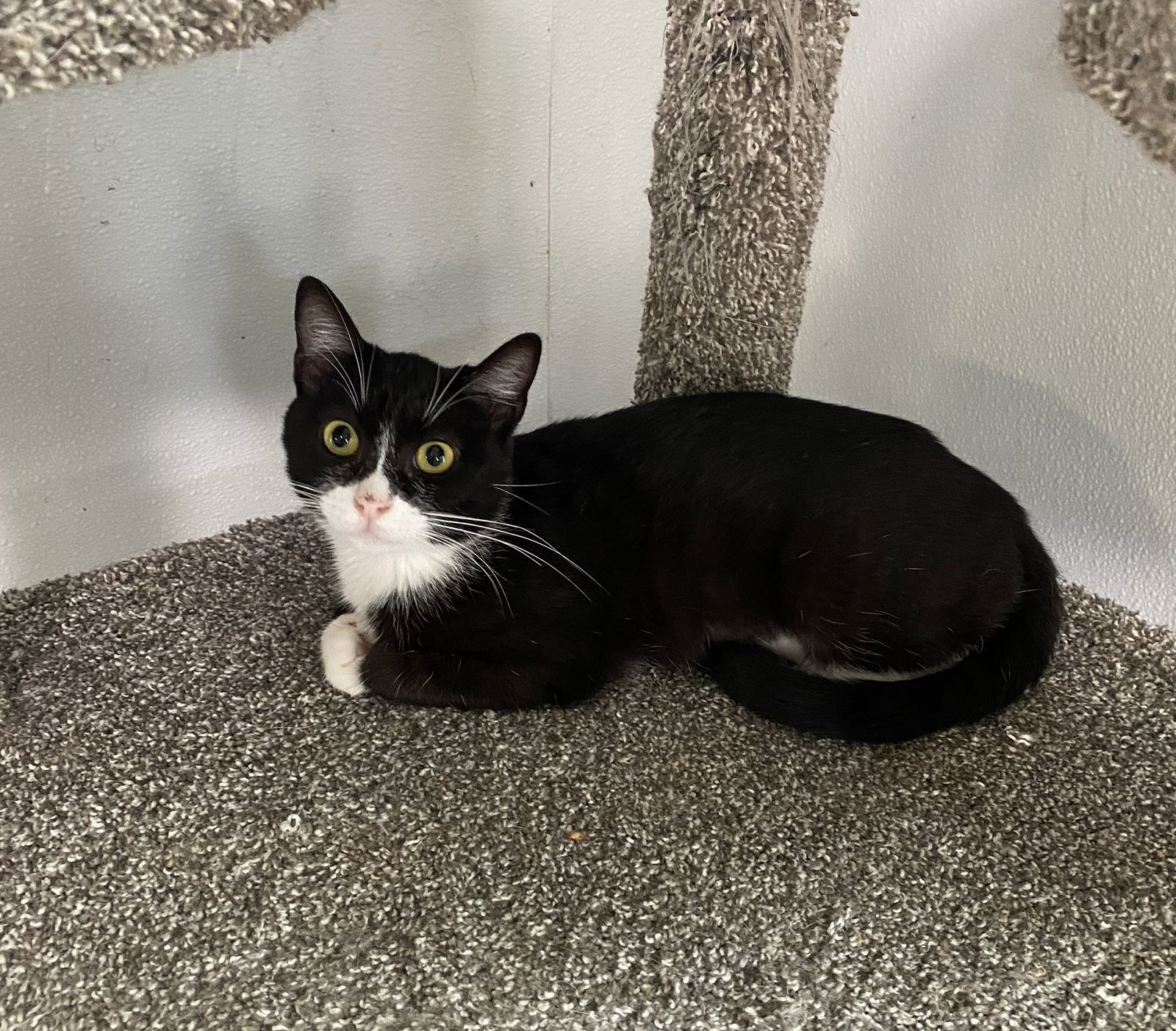 Kahlua