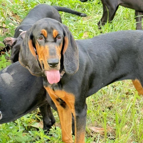 Raleigh, an adoptable Bloodhound in Sarasota, FL, 34240 | Photo Image 1