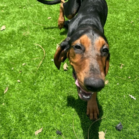 Raleigh, an adoptable Bloodhound in Sarasota, FL, 34240 | Photo Image 2