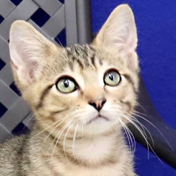 Romeo, an adoptable Domestic Short Hair in Fort Davis, TX, 79734 | Photo Image 1