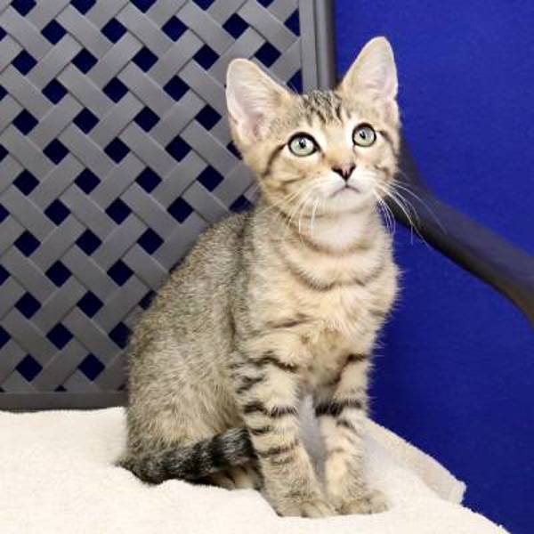 Romeo, an adoptable Domestic Short Hair in Fort Davis, TX, 79734 | Photo Image 2