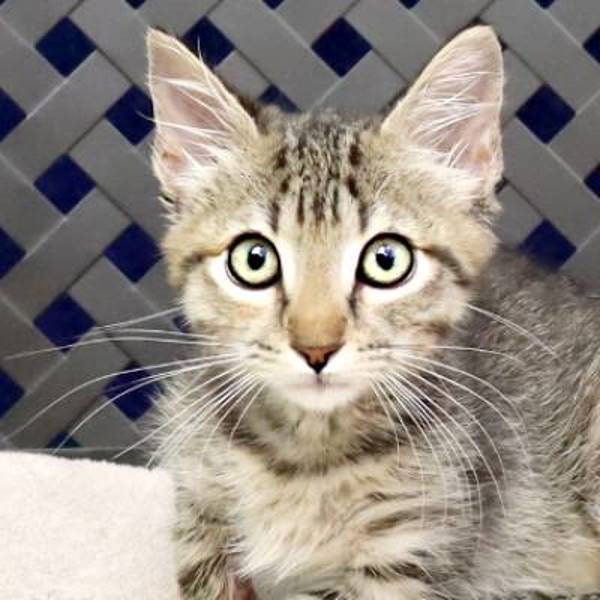 Divot, an adoptable Domestic Short Hair in Fort Davis, TX, 79734 | Photo Image 1