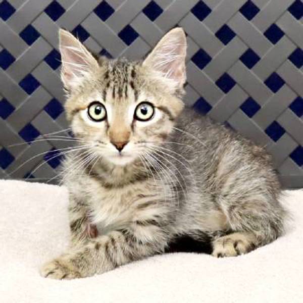 Divot, an adoptable Domestic Short Hair in Fort Davis, TX, 79734 | Photo Image 2