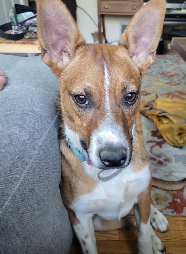 Penny, an adoptable Border Collie, Mixed Breed in Heber City, UT, 84032 | Photo Image 2