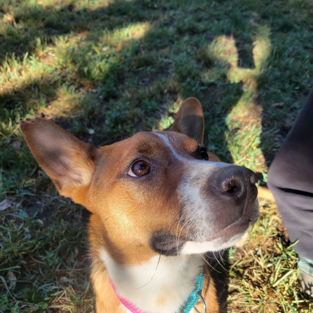 Penny, an adoptable Border Collie, Mixed Breed in Heber City, UT, 84032 | Photo Image 3