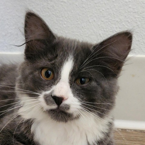 Yvette, an adoptable Domestic Short Hair in Meridian, ID, 83680 | Photo Image 1