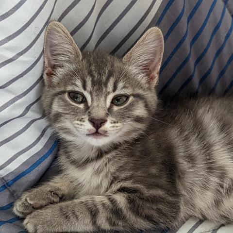 Zack, an adoptable Domestic Short Hair in Meridian, ID, 83680 | Photo Image 2