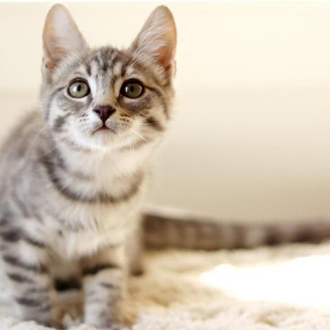 Zack, an adoptable Domestic Short Hair in Meridian, ID, 83680 | Photo Image 5