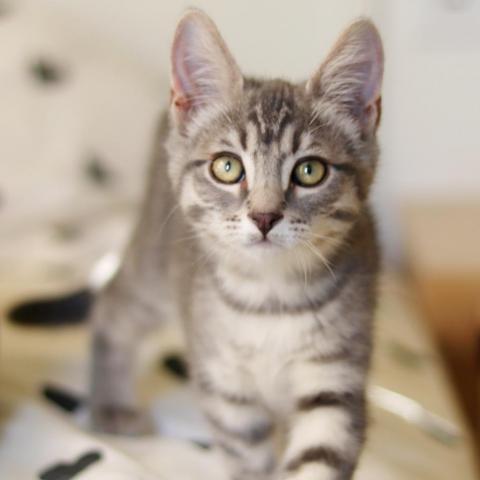 Zack, an adoptable Domestic Short Hair in Meridian, ID, 83680 | Photo Image 6