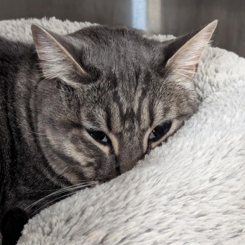 Cody w/ darker belly, an adoptable Domestic Short Hair in Meridian, ID, 83680 | Photo Image 1