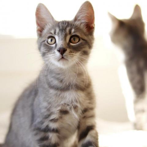 Cody w/ darker belly, an adoptable Domestic Short Hair in Meridian, ID, 83680 | Photo Image 2