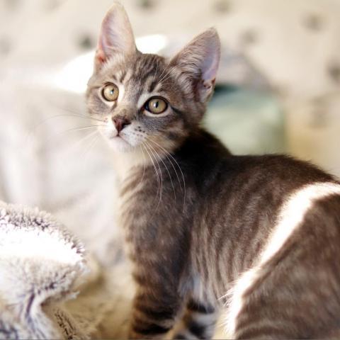 Cody w/ darker belly, an adoptable Domestic Short Hair in Meridian, ID, 83680 | Photo Image 5