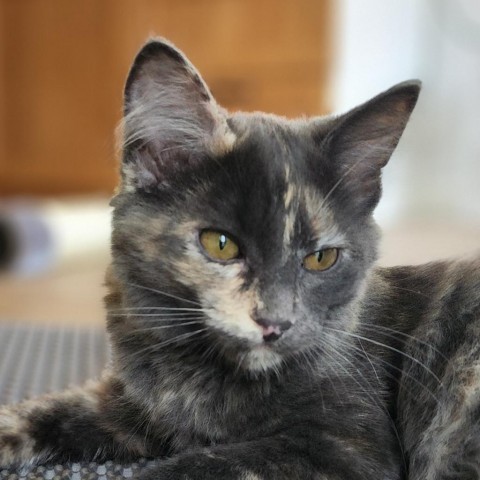 Mimi, an adoptable Domestic Short Hair in Meridian, ID, 83680 | Photo Image 2