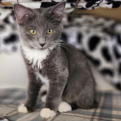 Gigi, an adoptable Domestic Short Hair in Meridian, ID, 83680 | Photo Image 2