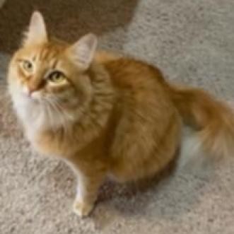 Ginger, an adoptable Domestic Medium Hair in Meridian, ID, 83680 | Photo Image 1