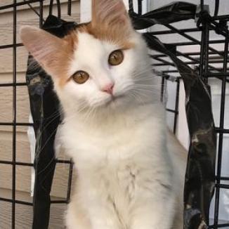 Mitzie, an adoptable Domestic Medium Hair in Meridian, ID, 83680 | Photo Image 6