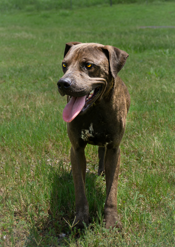 Trinity, an adoptable Mixed Breed in Scott, LA, 70583 | Photo Image 2
