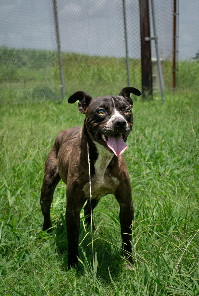 Liberty, an adoptable Mixed Breed in Scott, LA, 70583 | Photo Image 1