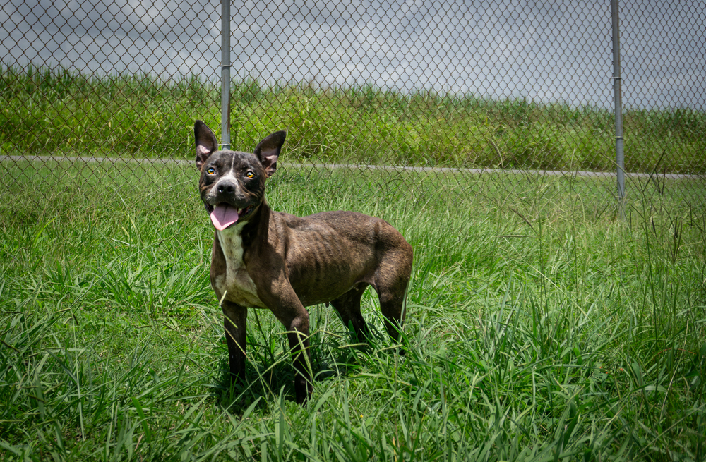 Liberty, an adoptable Mixed Breed in Scott, LA, 70583 | Photo Image 2