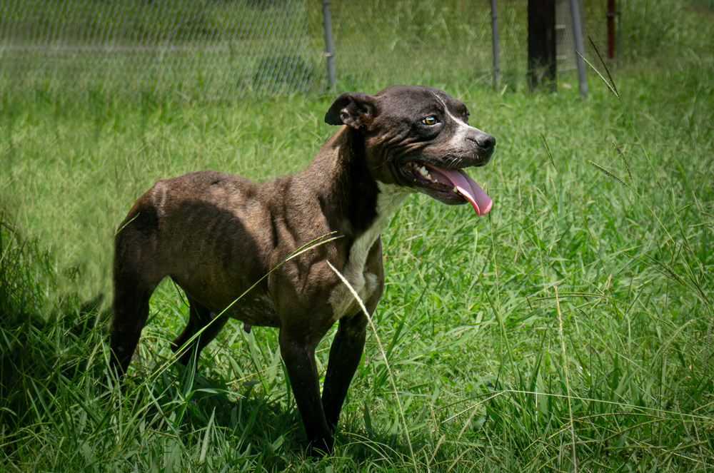 Liberty, an adoptable Mixed Breed in Scott, LA, 70583 | Photo Image 3