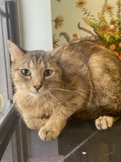 Tilly, an adoptable Domestic Short Hair in Harbor Springs, MI, 49740 | Photo Image 1