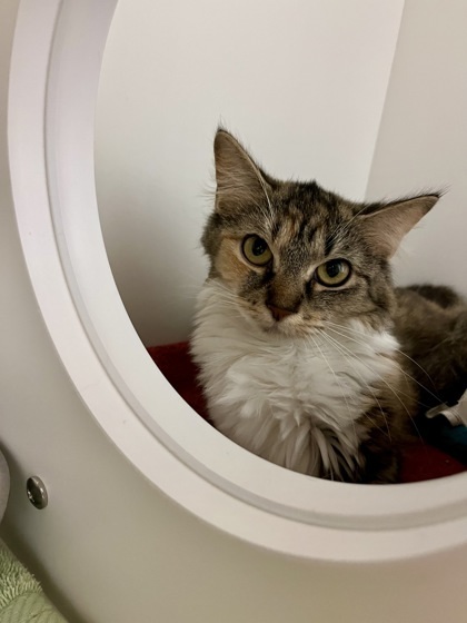 Margot, an adoptable Domestic Long Hair, Domestic Short Hair in Harbor Springs, MI, 49740 | Photo Image 1