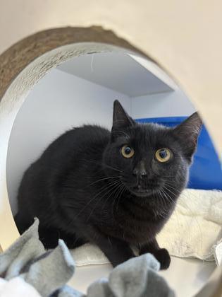 Shrimp, an adoptable Domestic Short Hair in Harbor Springs, MI, 49740 | Photo Image 1