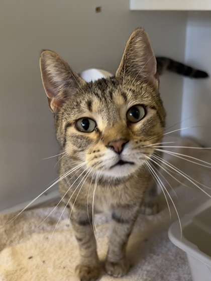 Dory, an adoptable Domestic Short Hair in Harbor Springs, MI, 49740 | Photo Image 1