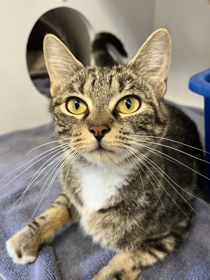 Sierra, an adoptable Domestic Short Hair in Harbor Springs, MI, 49740 | Photo Image 1