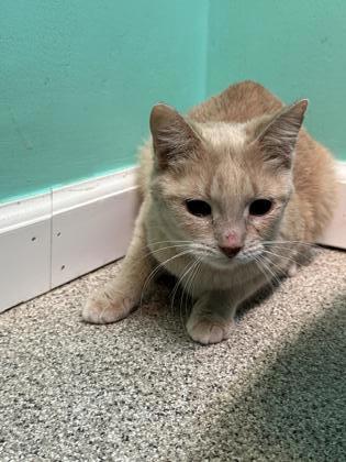 Amazon, an adoptable Domestic Short Hair in Harbor Springs, MI, 49740 | Photo Image 1