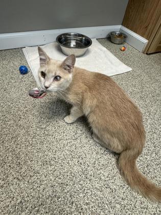 Charisma, an adoptable Domestic Short Hair in Harbor Springs, MI, 49740 | Photo Image 1