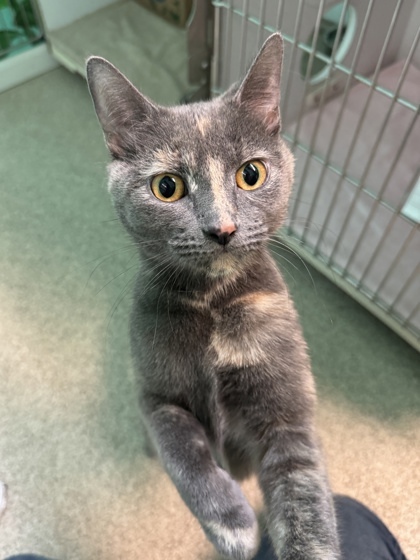 Thelma, an adoptable Domestic Short Hair in Harbor Springs, MI, 49740 | Photo Image 1