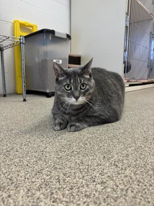 Misty, an adoptable Domestic Short Hair in Harbor Springs, MI, 49740 | Photo Image 2