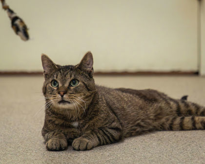 Buzz, an adoptable Domestic Short Hair in Harbor Springs, MI, 49740 | Photo Image 1