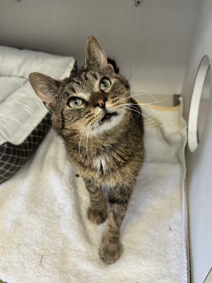 Buzz, an adoptable Domestic Short Hair in Harbor Springs, MI, 49740 | Photo Image 2