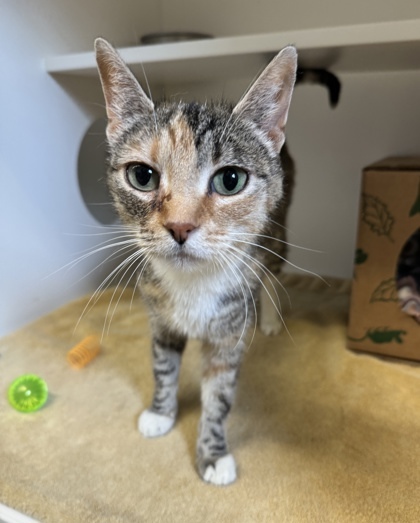 Leah, an adoptable Domestic Short Hair in Harbor Springs, MI, 49740 | Photo Image 1