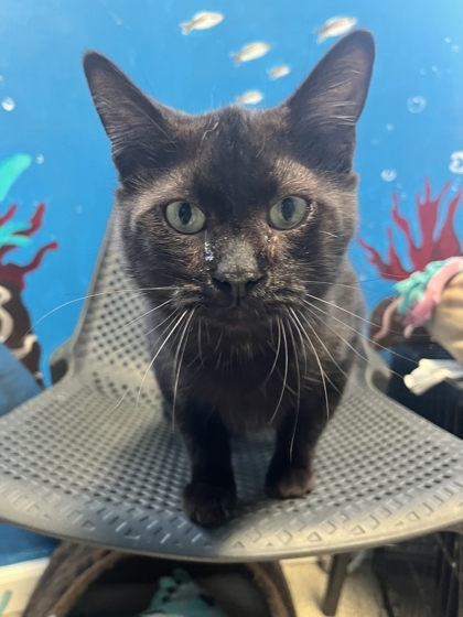 Sirius Black, an adoptable Domestic Short Hair in Harbor Springs, MI, 49740 | Photo Image 1