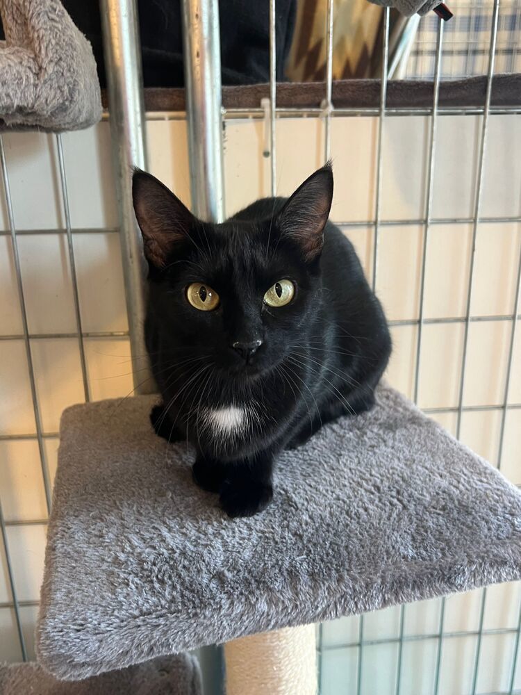 Paris, an adoptable Domestic Short Hair in McPherson, KS, 67460 | Photo Image 1