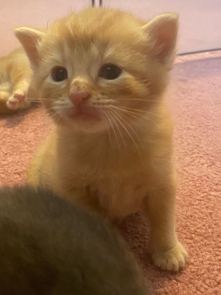 Baron, an adoptable Domestic Short Hair in McPherson, KS, 67460 | Photo Image 2