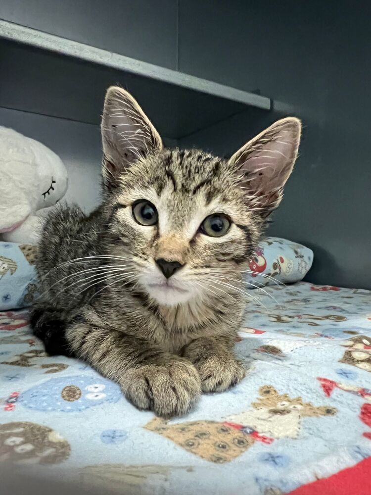 Pickles, an adoptable Domestic Short Hair in McPherson, KS, 67460 | Photo Image 1