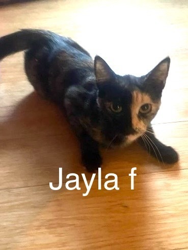 Jayla, an adoptable Domestic Short Hair in Bend, OR, 97701 | Photo Image 1