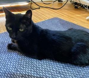 Hi My name is Jackie I was rescued at ACT Spay Neuter Clinic Im a petite sweet easy-going and 