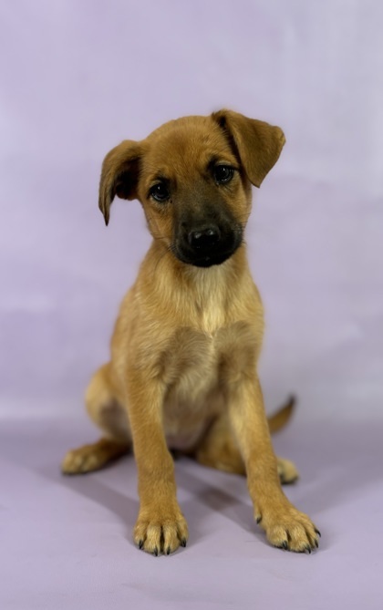 Indigo, an adoptable Chinook, Mixed Breed in Morton Grove, IL, 60053 | Photo Image 1