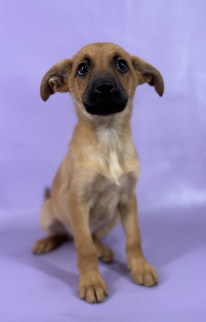 Ivy, an adoptable Chinook, Mixed Breed in Morton Grove, IL, 60053 | Photo Image 1