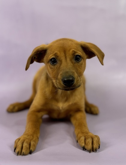 Isabel, an adoptable Chinook, Mixed Breed in Morton Grove, IL, 60053 | Photo Image 1